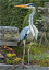 Grey heron